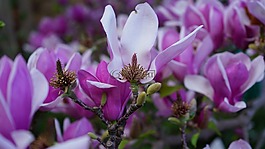 花,自然,植物區(qū)系