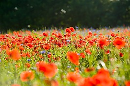 罌粟花田,罌粟,klatschmohn