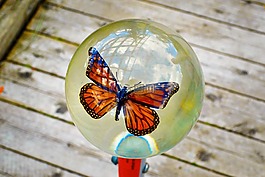 蝴蝶,顯示,花園