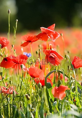 罌粟花田,罌粟,klatschmohn