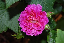 玫瑰,安妮公主,花