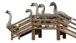 鵝,鵝樓梯,樓梯