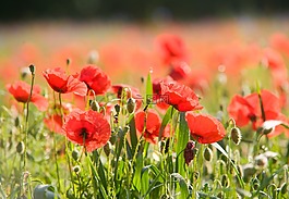 罌粟花田,罌粟,klatschmohn