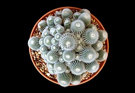 仙人掌,白,綠色