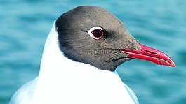 鷗,鳥,飛