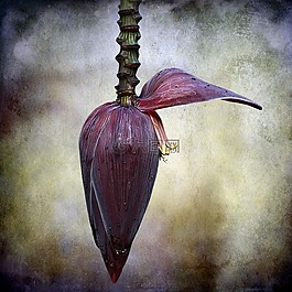 香蕉,花,热带