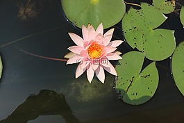 睡蓮粉色,荷葉,水面