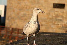 海鷗,鳥,羽毛