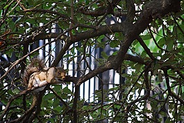 樹,自然,野生動物