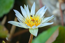 蓮花,花,荷葉