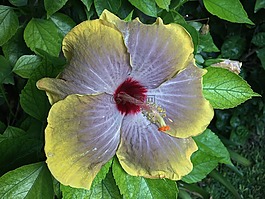 芙蓉花黄,黄色的花瓣,ibisco