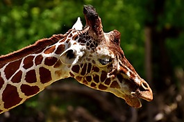 長頸鹿,動(dòng)物園,動(dòng)物