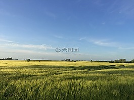 夏季,麥田,谷物