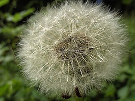 蒲公英,花,花卉