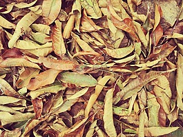 干,叶子,下降