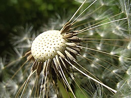蒲公英,花,花卉