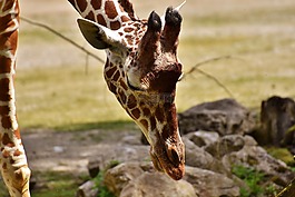 長(zhǎng)頸鹿,動(dòng)物園,動(dòng)物