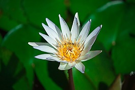 蓮花,花,荷葉