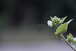 綠色,植物,深度的字段