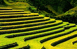 梯田,模式,農業