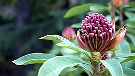 塔斯马尼亚,花园,花