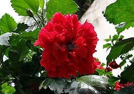 中国玫瑰,芙蓉双,罗莎中华