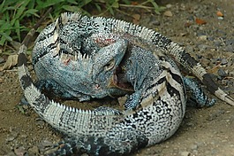 伊瓜納,野生動物園,爬行動物