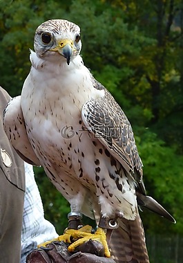 鳥,鷹獵,坐