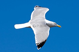 海鷗,鳥,白