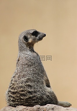 猫鼬,suricate,野生动物