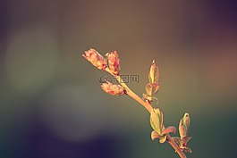 芽,春,花園