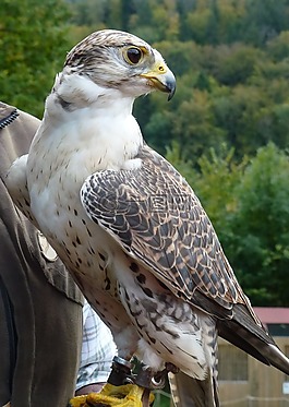 鳥,猛禽,獵鷹