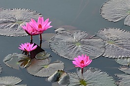 花,葵,河