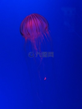 海蜇,藍(lán)色,海上生活