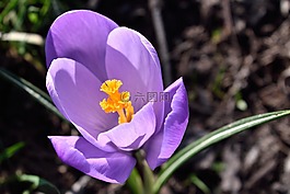 krokus,花,藏红花
