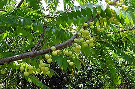 星級(jí)醋栗,西部印度醋栗,phylanthus acidus