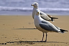 海鷗,鳥(niǎo),白