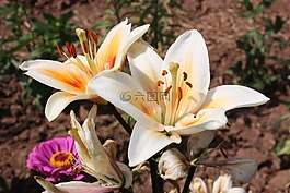 莉莉,鮮花,花卉