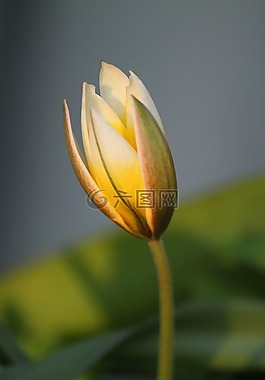 花,鮮花,性質(zhì)