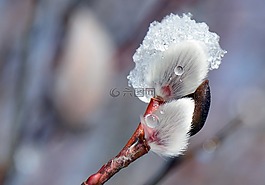 開(kāi)花,褪色柳,弗羅斯特