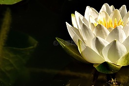 睡莲,白,夏季