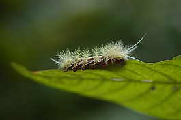 毛虫,自然,昆虫