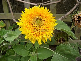 向日葵,花,黃色