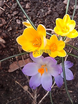 藏紅花,春天,紫