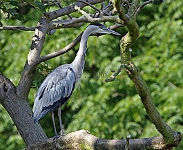 鷺,鳥,動物