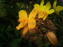 自然,花,黃色