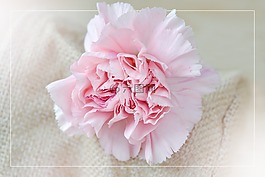 花,丁香花,粉紅色