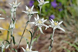 雪絨花,保護,白