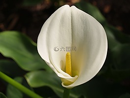 馬蹄蓮,花,花的