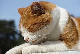 貓,睡眠,爪子